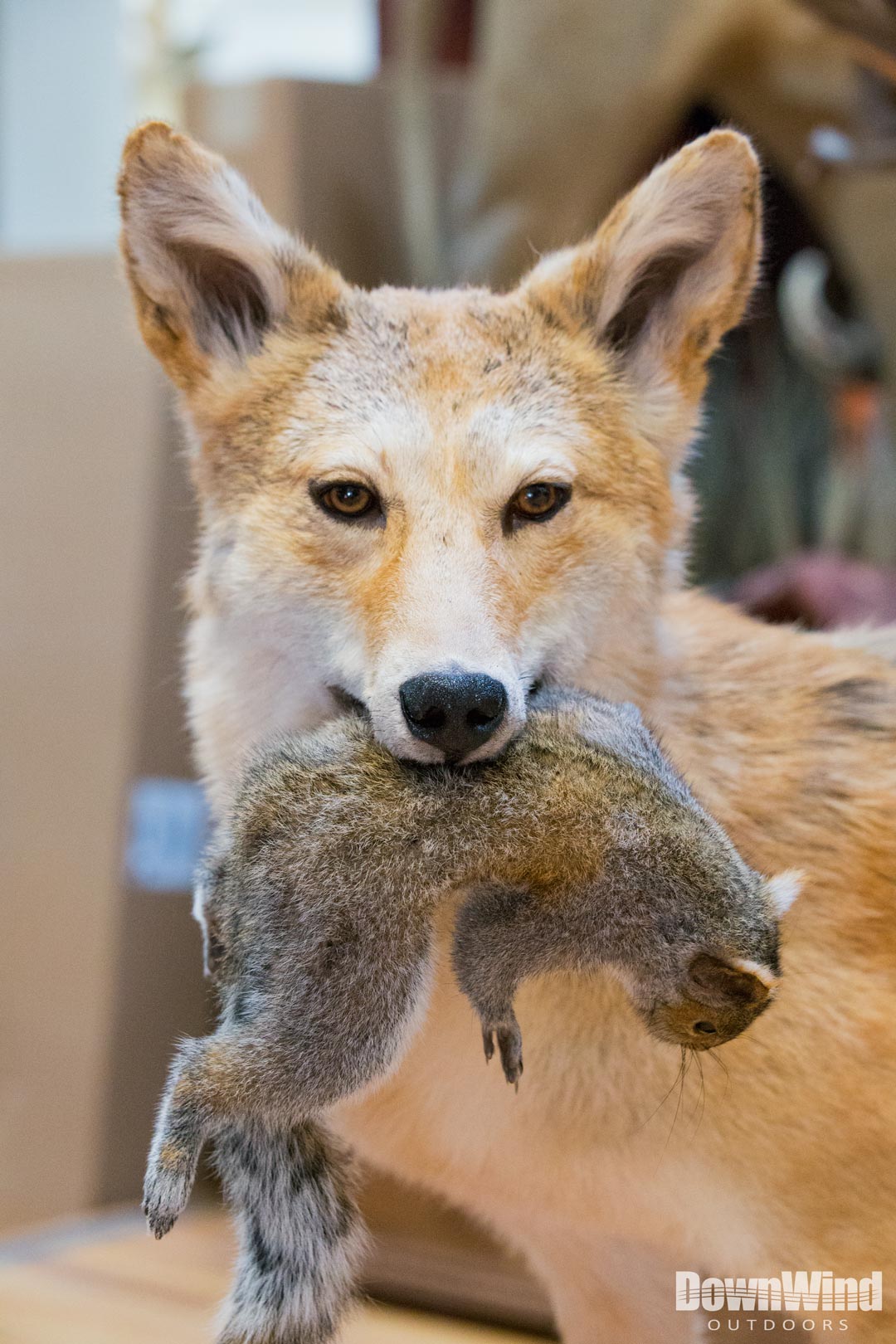 Coyote mount - Taxidermy - Hunting New York - NY Empire State