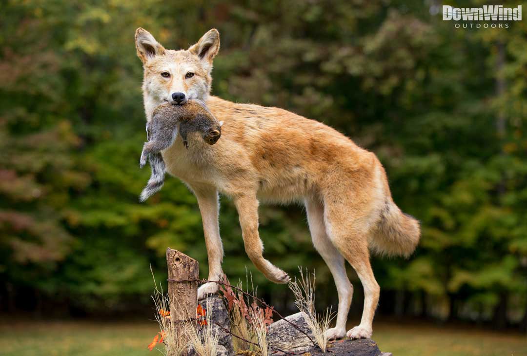 full-mount-coyote-taxidermy.jpg